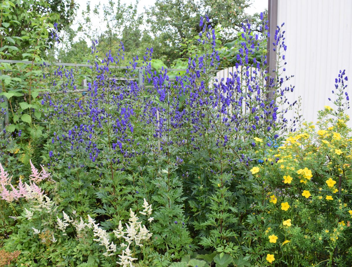 Ritarinkannuksia, jaloangervoja ja pensashanhikki.