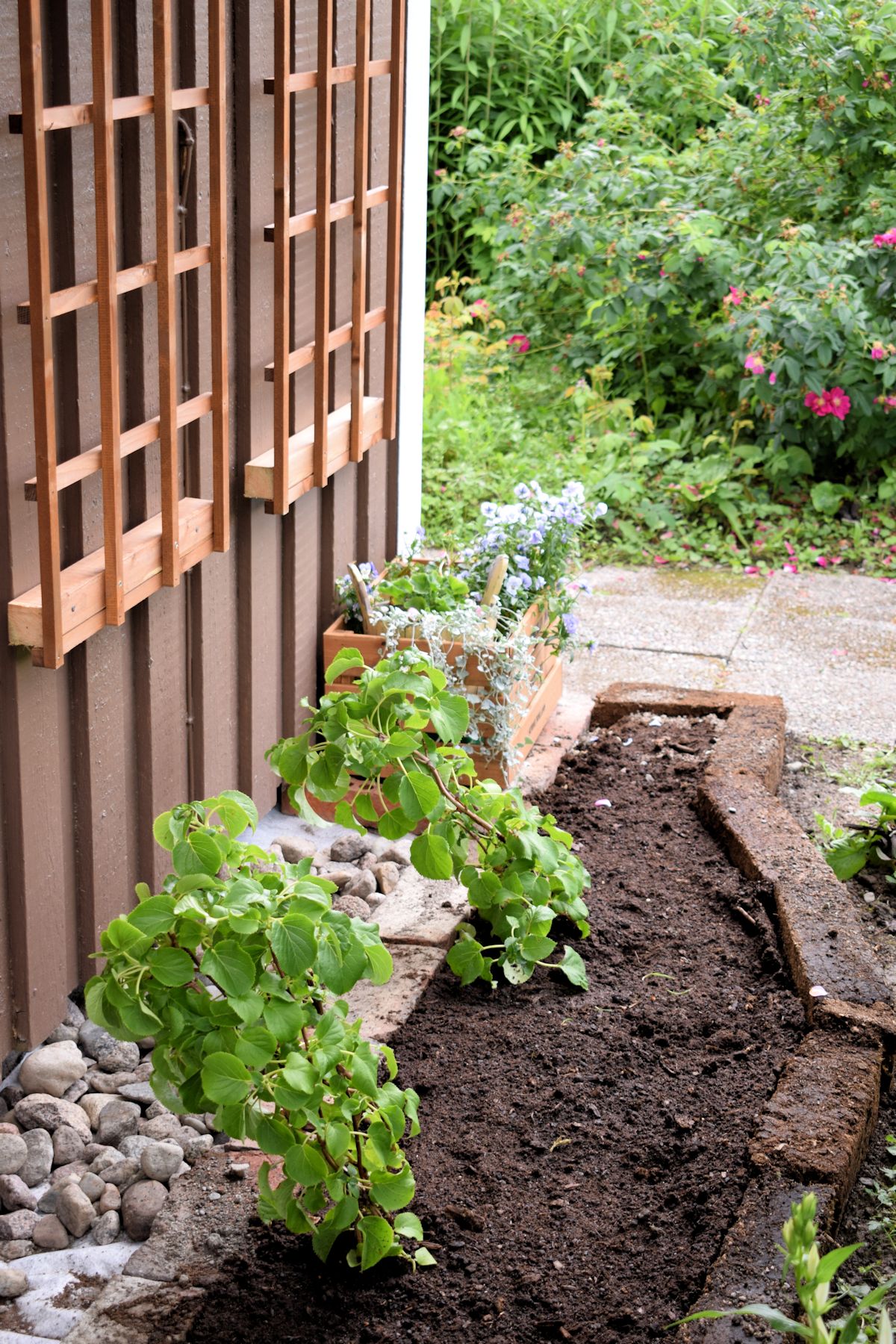 Turveharkoista tehty kukkapenkki köynnöshortensioille.