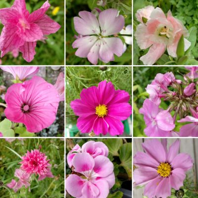 Vaaleanpunaisia kukkia.