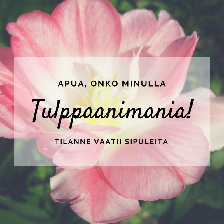 Nytkö se iski? Tulppaanimania!