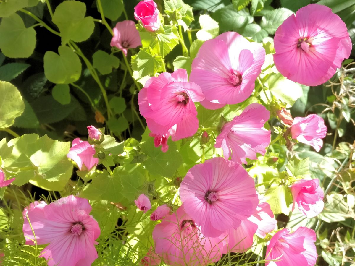 Kesämalvikkia ruukussa.