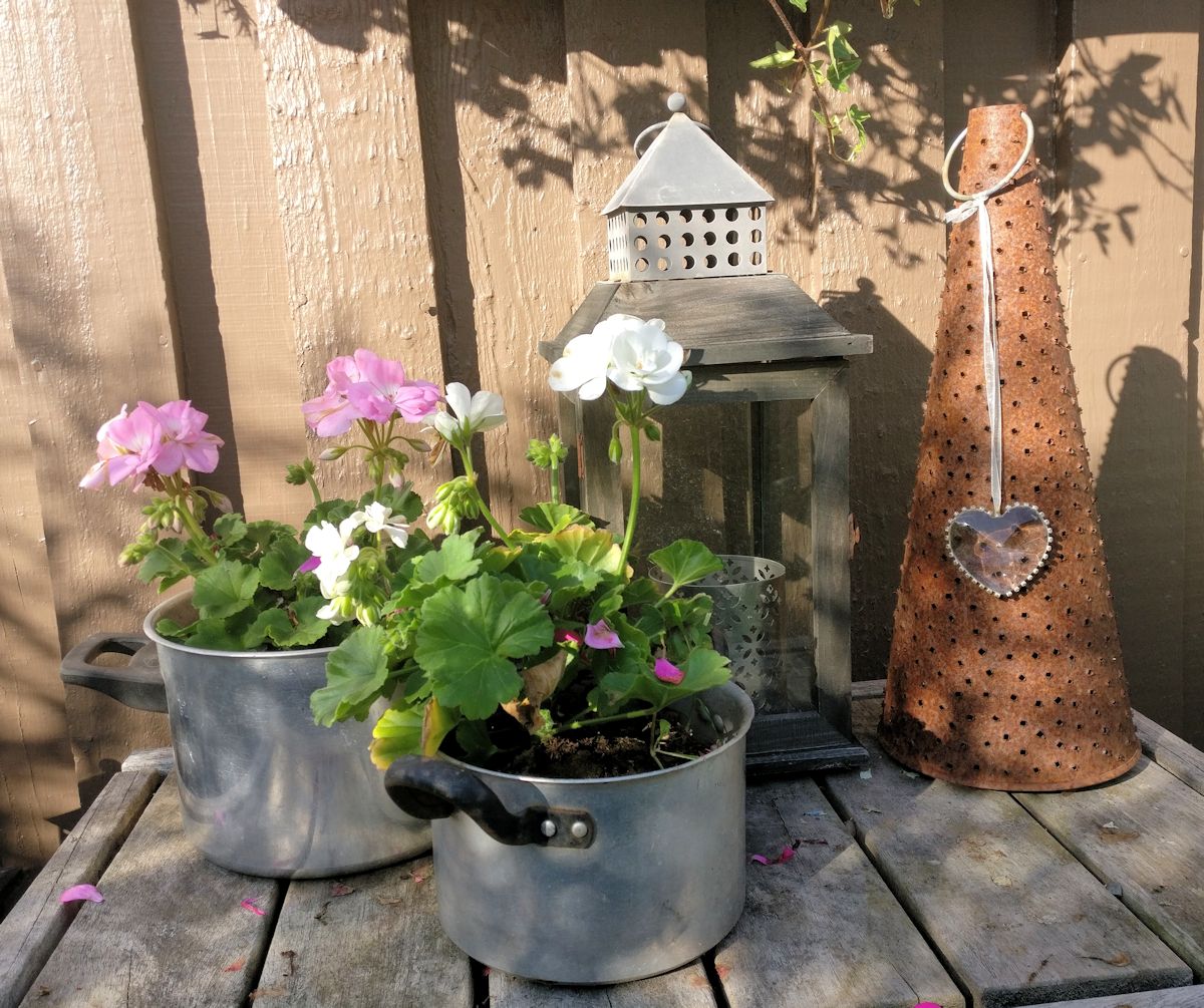Pelargonioita ja lyhtyjä.