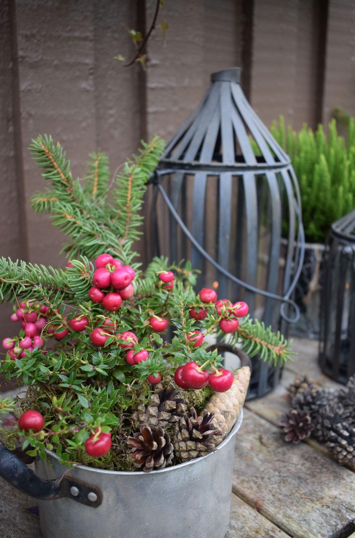 Marjakanerva kattilassa.