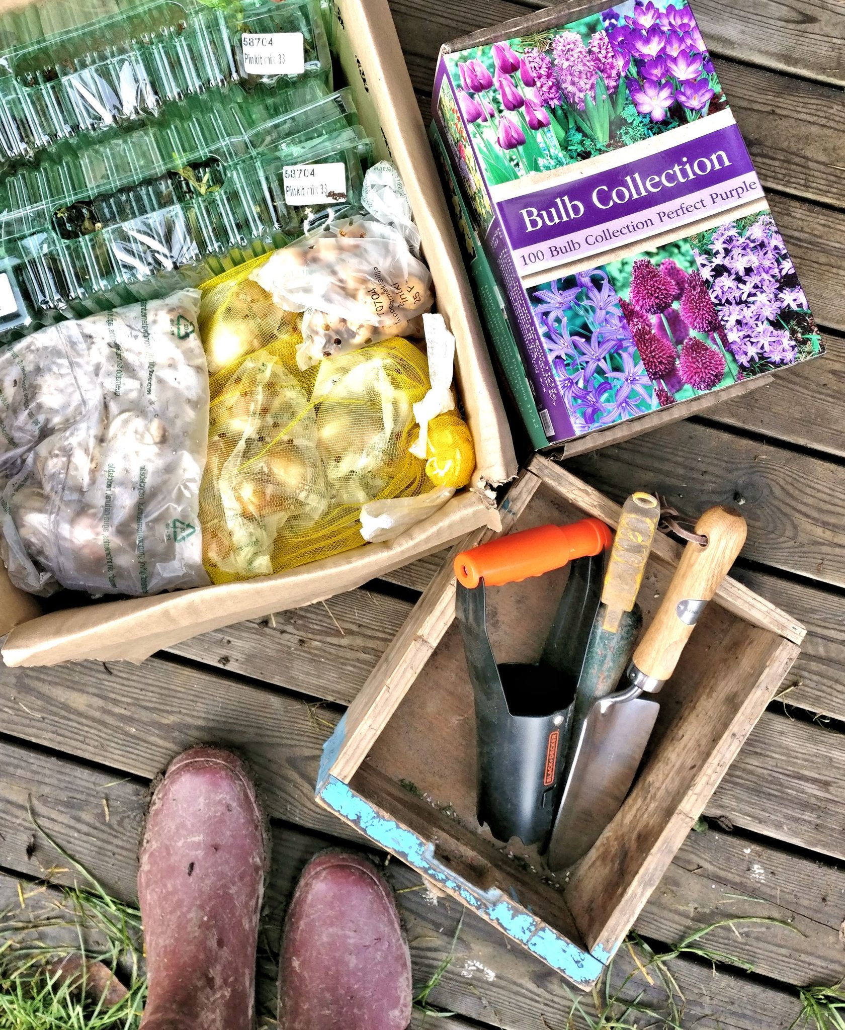 Kukkasipulien istutus.