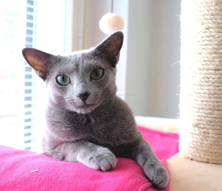 Iris-kissan syntymäpäivä ja arvonta (päättynyt)