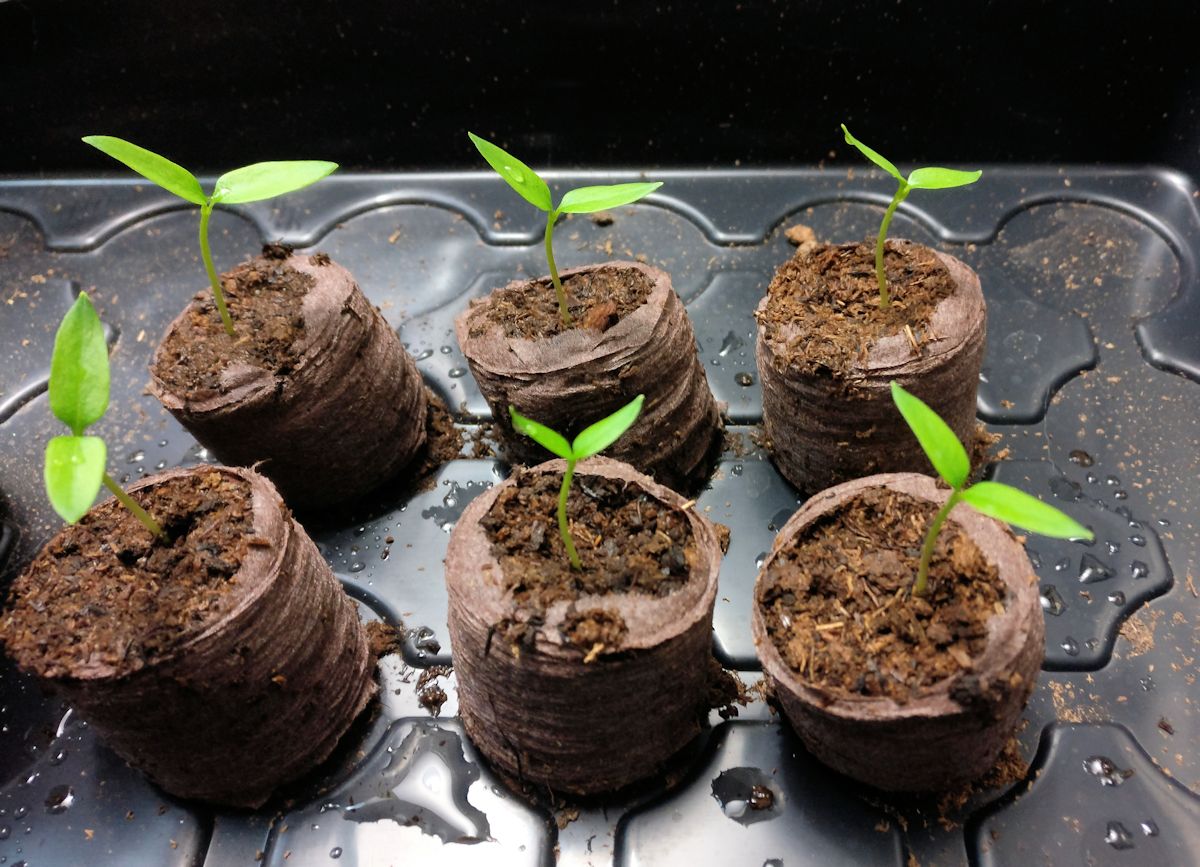 kuusi peintä chilin taimea