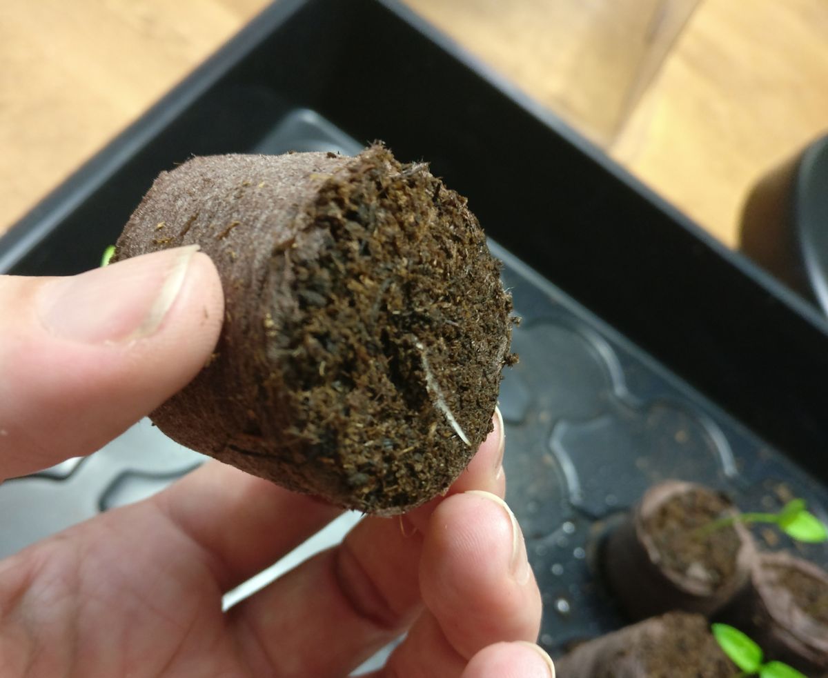 chilin juuri turvebriketin pohjassa