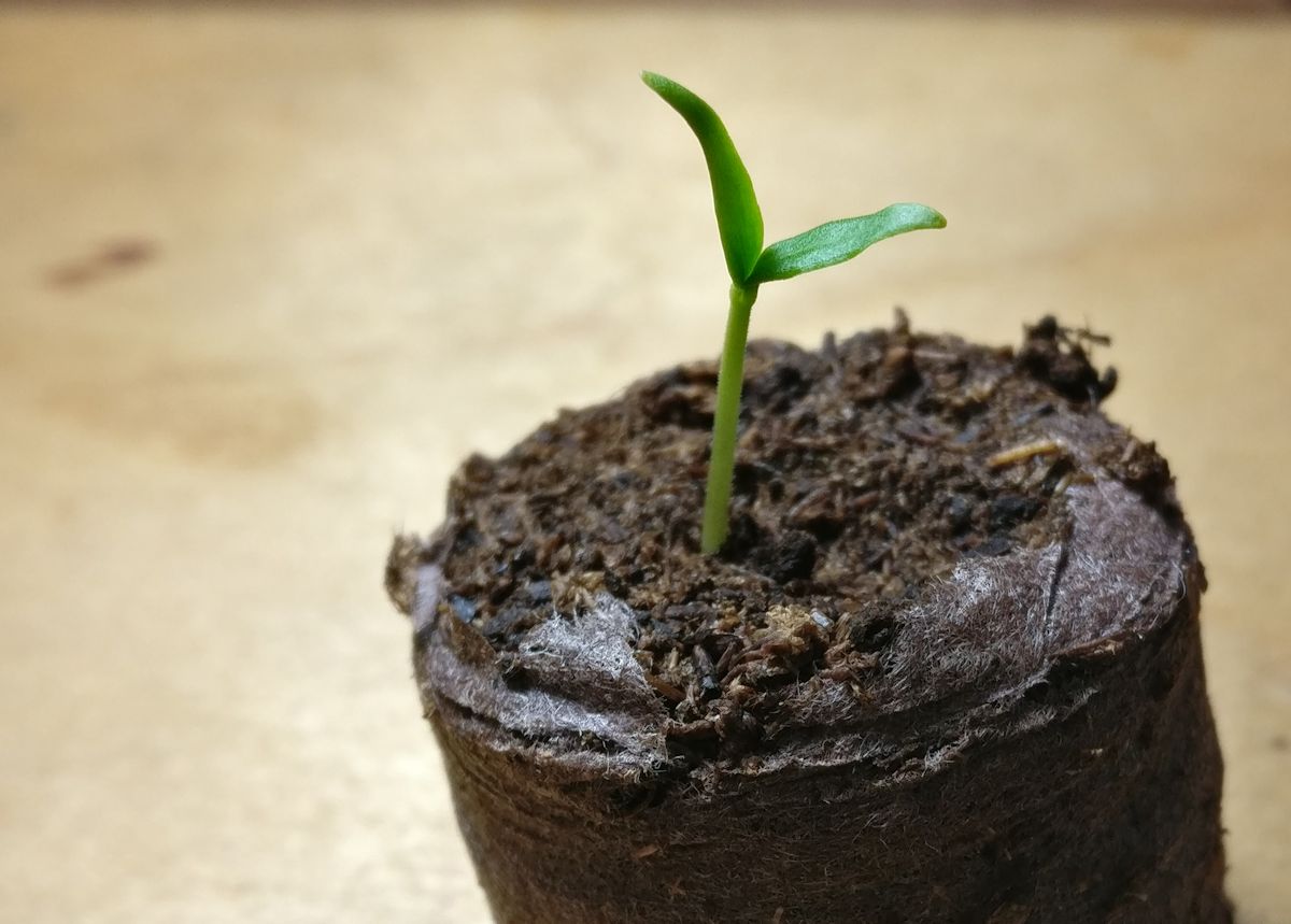 pieni chilintaimi turvebriketissä