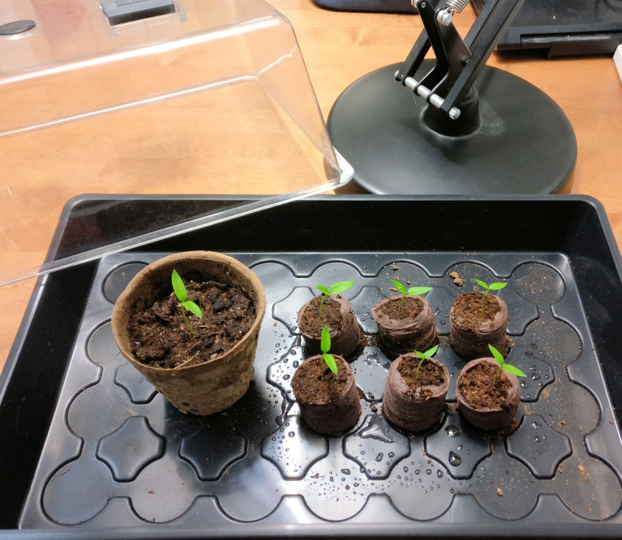 itäneet chilin taimet