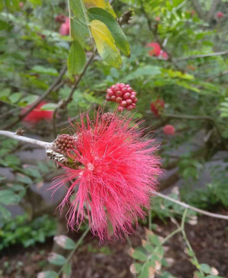 Kasvitieteellinen puutarha – Jardín Botánico