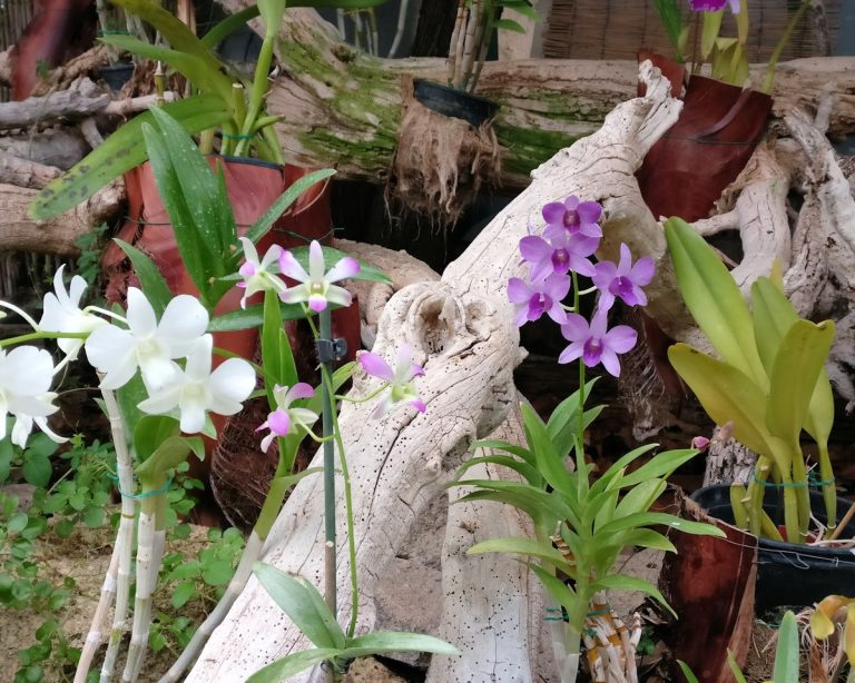Orkideapuutarha Puerto de la Cruzissa