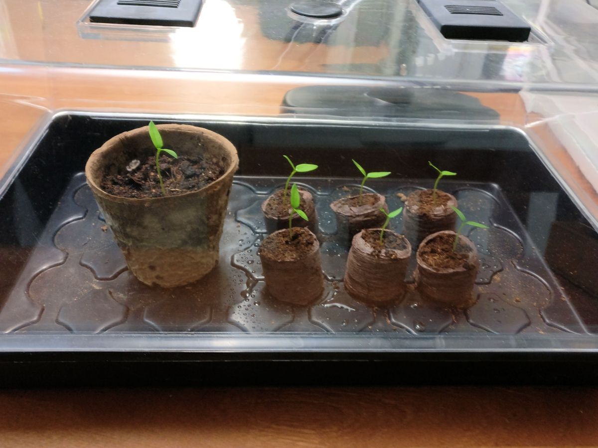 chilin taimet pienoiskasvihuoneessa