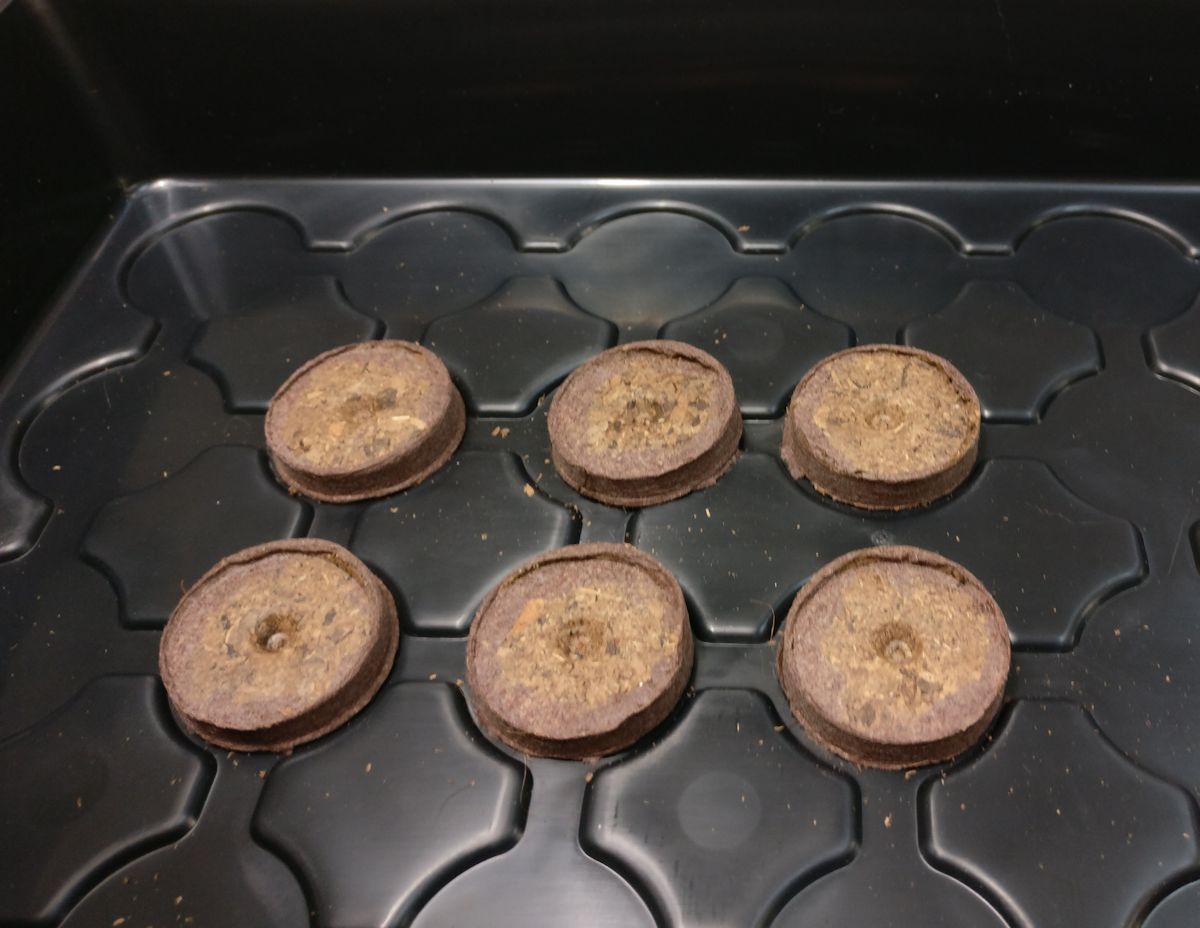 Turvebriketit esikasvatuksessa