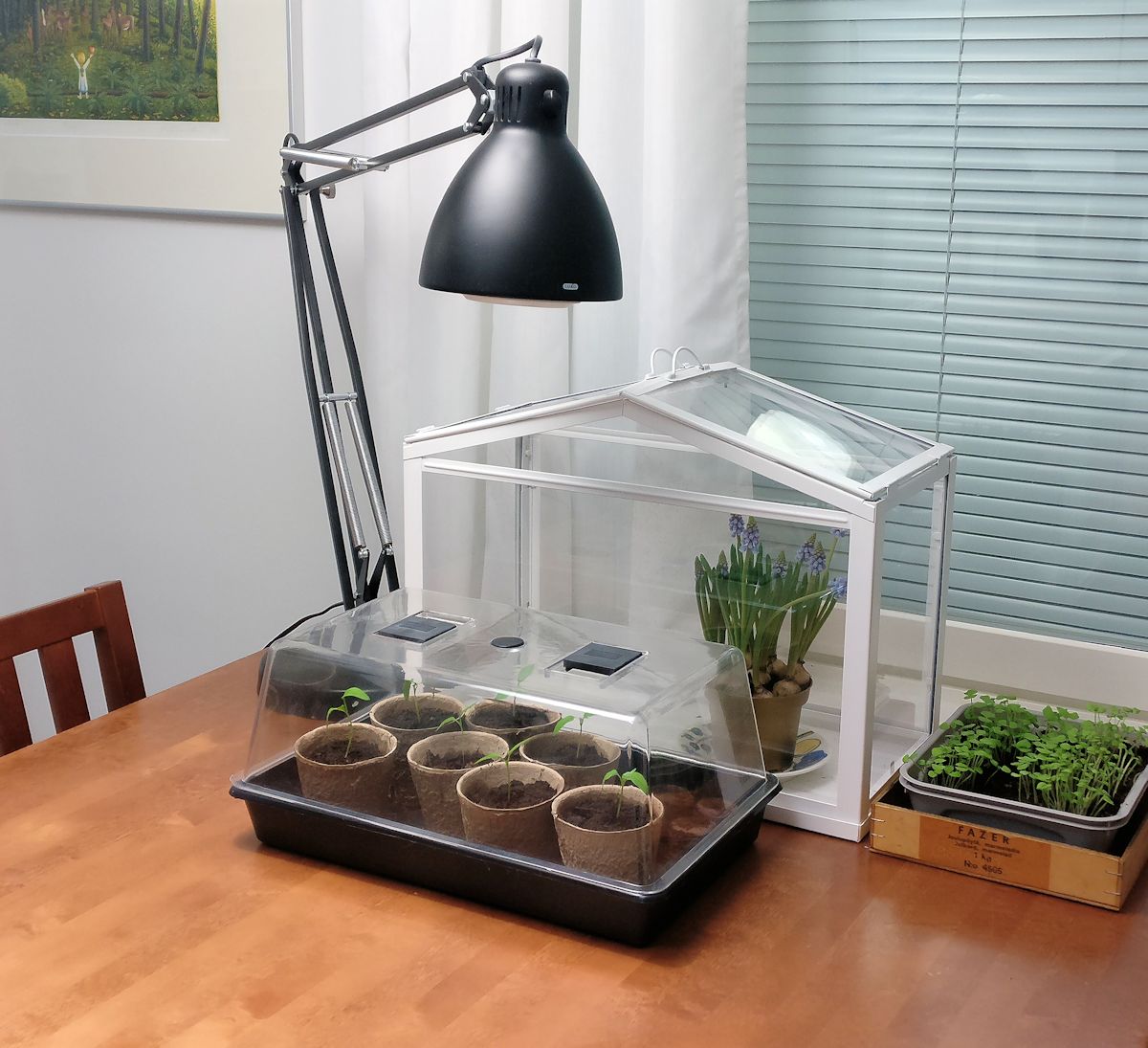 Taimet ja kasvivalo keittiön pöydällä