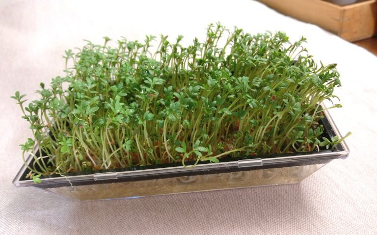 Mainio vihanneskrassi