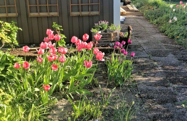 Aina yhtä ihanat tulppaanit!