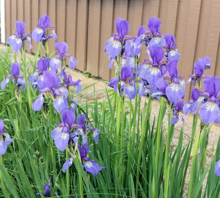 Kurjenmiekat ja muut kesäkuun kukkijat