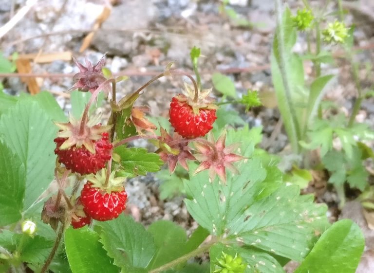 Hellettä ja metsämansikoita