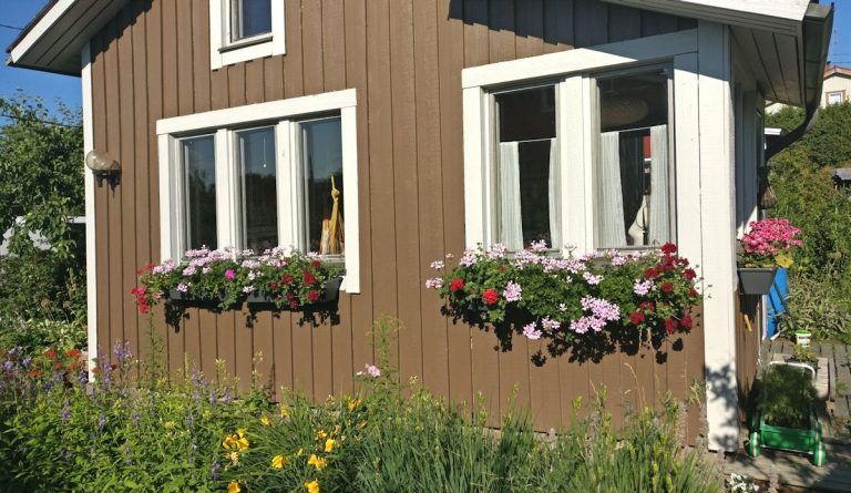 Riippapelargonit ikkunalla