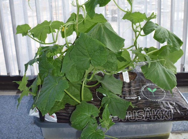 Tee itse altakastelulaatikko kasvusäkille!