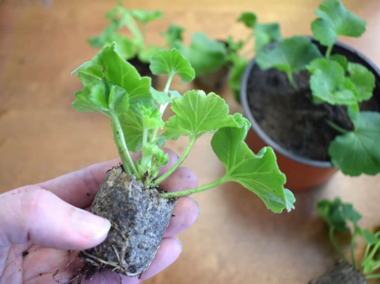 Pikkuiset pistokkaat